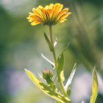 aceite-de-calendula-propiedades-y-beneficios-para-todas-las-pieles